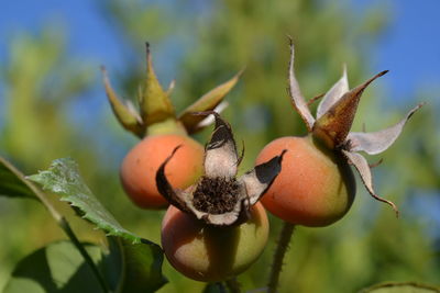 Close-up of fruit growing on tree