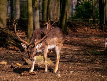 Deer standing in a forest