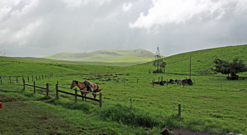 Horses grazing on field against sky