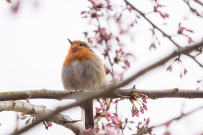 Low angle view of bird perching on blossoming cherry tree branch, european robin, erithacus rubecula