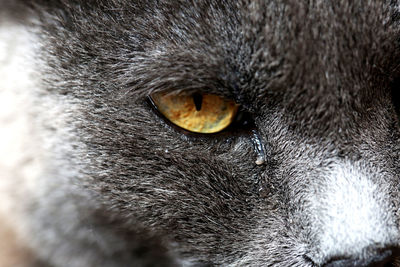 Close-up portrait of a cat