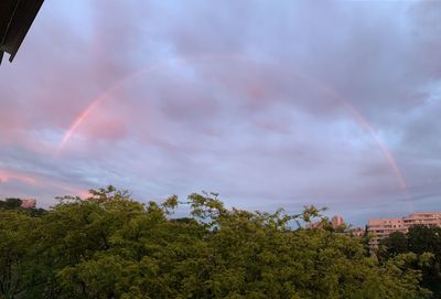 Low angle view of trees against rainbow in sky