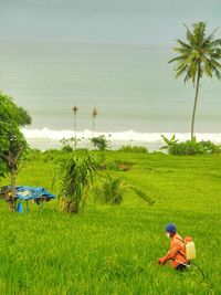 Man spraying pesticide on plants