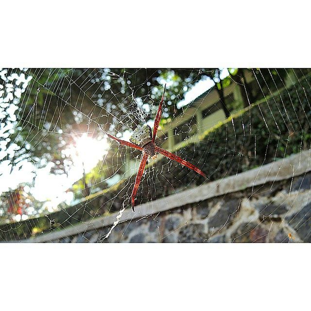 transfer print, auto post production filter, tree, low angle view, lens flare, sunlight, sun, clear sky, built structure, outdoors, branch, day, sky, architecture, building exterior, growth, sunbeam, no people, nature, sunny