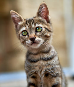 Close-up of kitten