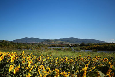 Plants growing on field against clear sky