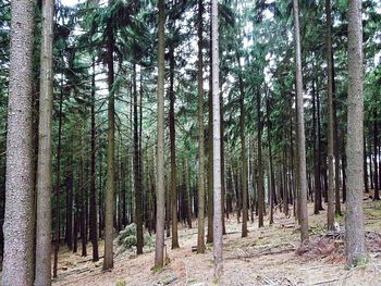 Trees growing on field in forest