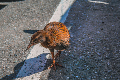 High angle view of bird on street