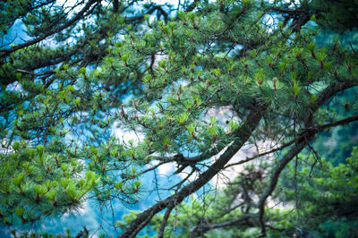 Low angle view of pine tree