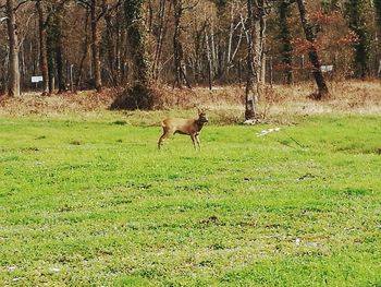 Deer in forest