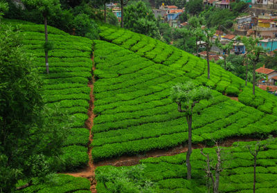 High angle view of crop growing on field