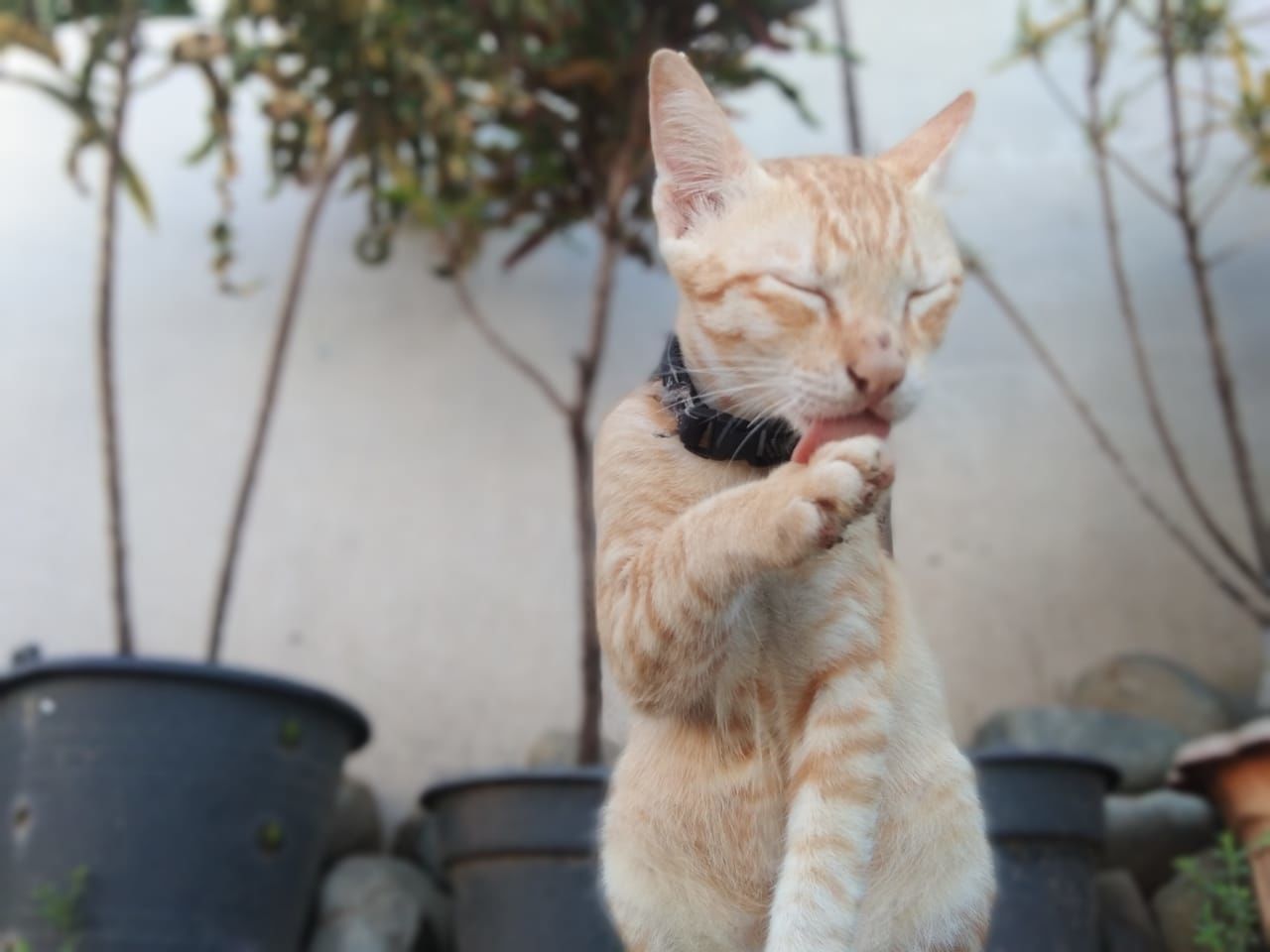 cat, mammal, animal themes, animal, pet, domestic animals, one animal, domestic cat, feline, felidae, small to medium-sized cats, whiskers, no people, carnivore, nature, day, focus on foreground, kitten, sitting, outdoors, plant, tree