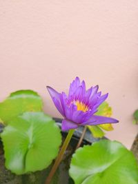 Close-up of purple water lily