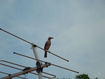 Low angle view of bird perching against sky