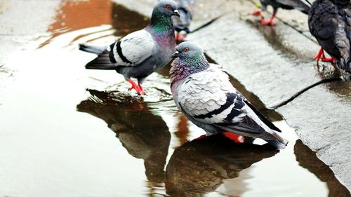 High angle view of pigeons in lake