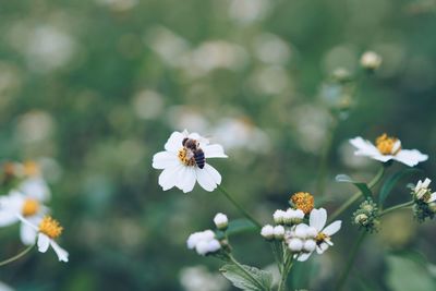 Close-up of bee on white flowers