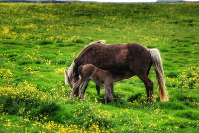 Horse feeding foal on grassy field