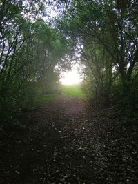 Trees growing in forest