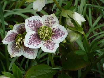 Close-up of flowers blooming outdoors