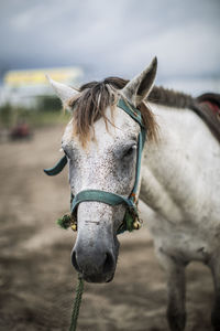 Close-up of horse