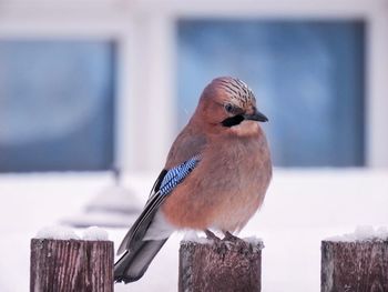 Close-up of bird perching on wooden post