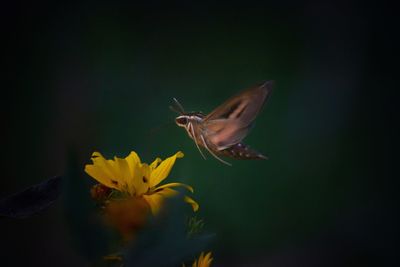 Close-up of butterfly pollinating on yellow flower