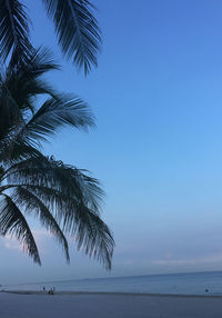 Palm tree by sea against sky