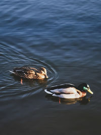 High angle view of duck swimming in lake