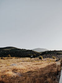 Scenic view of field against clear sky