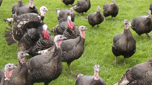 Close-up of birds perching on field