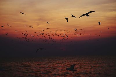 Seagulls flying over sea against sky during sunset