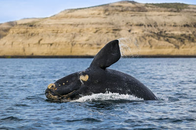 Close-up of whale swimming in sea