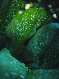 Close-up of raindrops on leaves