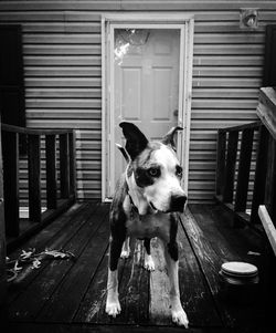 Portrait of dog standing on porch