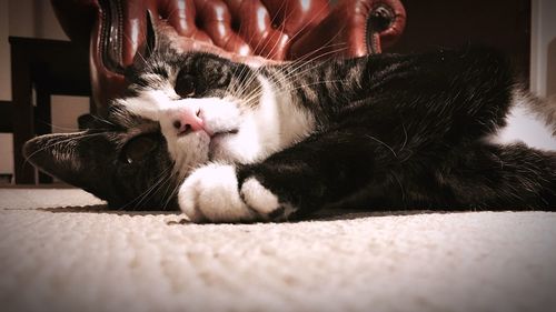 Cat sleeping on couch