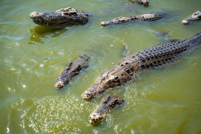 High angle view of crocodile in water