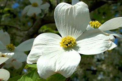 Close-up of white flowers