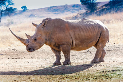 Rhinoceros on landscape 