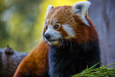 Close-up portrait of a red panda