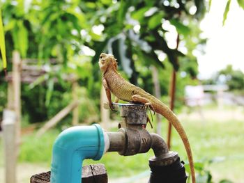 Close-up of a lizard on metal structure