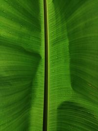 Full frame shot of green leaf