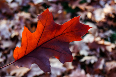 Close-up of maple leaves