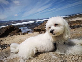 White dog lying on beach