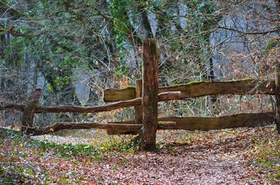 Trees in forest during autumn