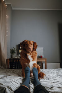 Attractive brown nova scotia duck tolling retriever sitting on bed near with female legs in socks.