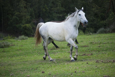 Horse standing in ranch