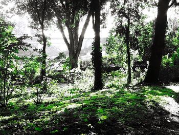 Trees in forest