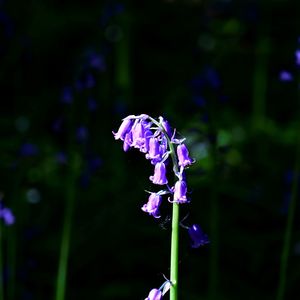 Close-up of purple flowering plant on field