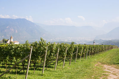 Scenic view of vineyard against sky