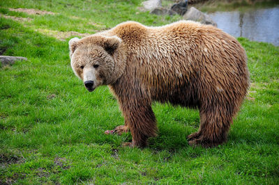 Brown bear in front of lake